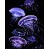 Картина за номерами Strateg ПРЕМІУМ Медузи на чорному фоні розміром 40х50 см (AH1018)