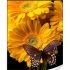 Алмазна мозаїка Strateg ПРЕМІУМ Метелик на соняшнику розміром 30х40 см (HEG86117)