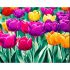 Алмазна мозаїка Strateg ПРЕМІУМ Тюльпаны поп-арт розміром 30х40 см (GM86842)